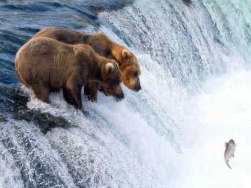 十大喜食蜂蜜动物：棕熊