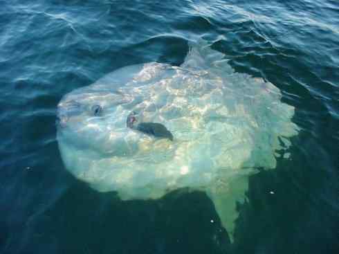 鱼类活化石：矛尾鱼