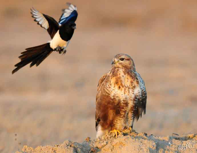 官厅水库&nbsp;wbr路&nbsp;wbr被喜鹊驱赶的毛脚鵟