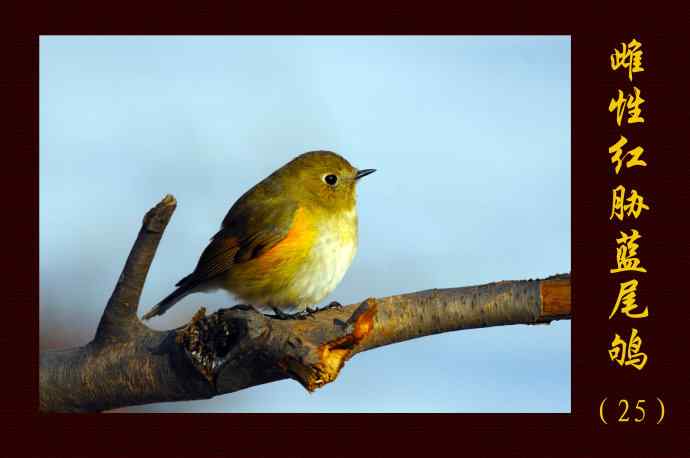 北京植物园的鸟类——雌性红胁蓝尾鸲(25)