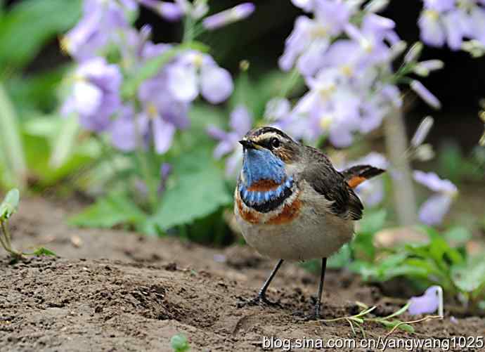 蓝喉歌鸲 wbr1 蓝喉歌鸲 wbr1