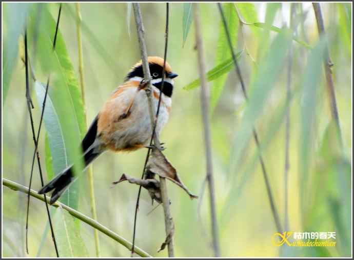 小小鸟【照片】