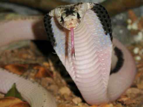 龙:传说的兽原型探秘(眼睛蛇类) 龙:传说的兽原型探秘(眼睛蛇类)