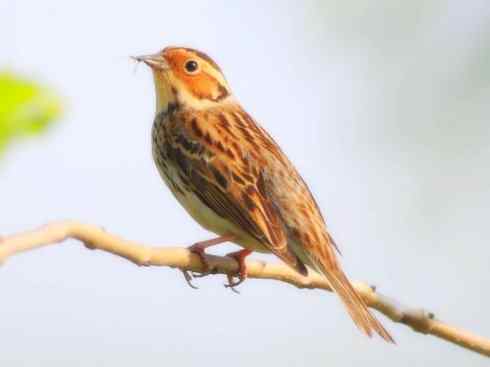 家禽驯化之源之十八 家禽驯化之源之十八