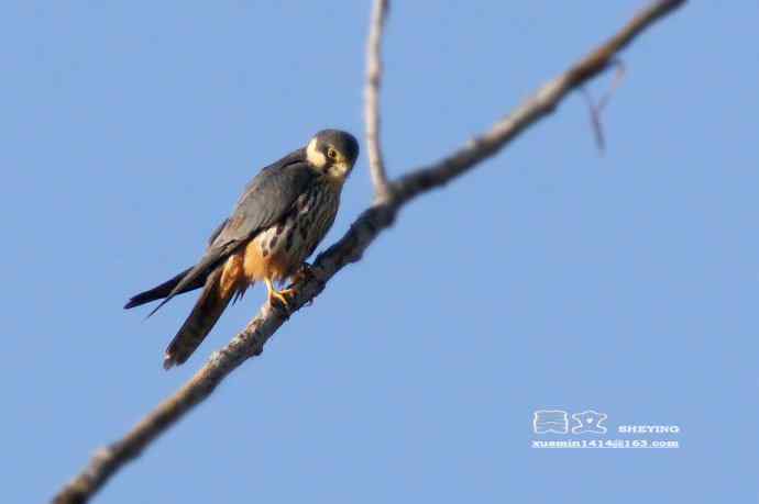 四川西昌鸟类摄影——燕隼