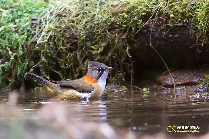 棕颈凤鹛•橙胸【姬】鹟•黑翅雀鹎