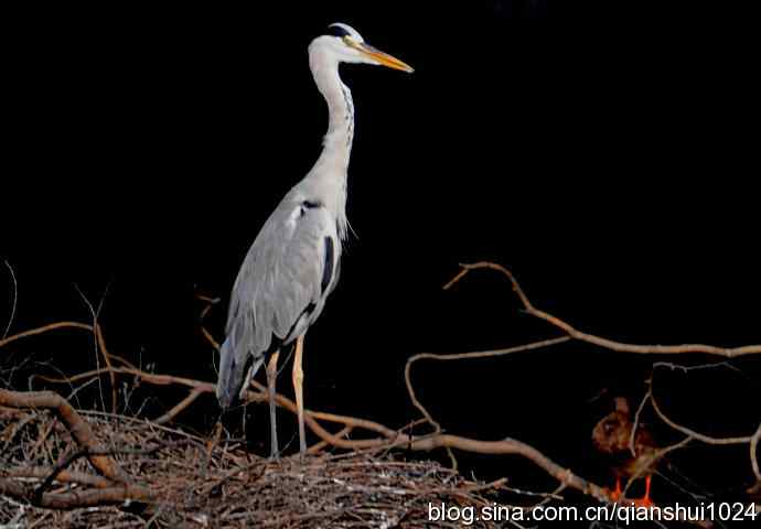 一只漂亮的苍鹭(稻香湖) 一只漂亮的苍鹭(稻香湖)