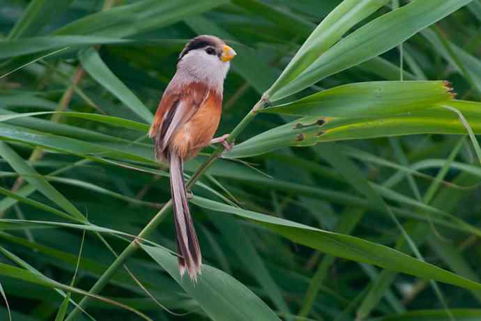 萌态可掬的鈥溦鸬┬∪糕☆★