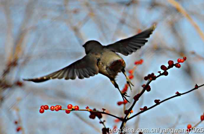 太平鸟（抓拍）1