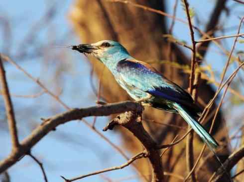 绝色攀禽：佛法僧目之佛法僧2