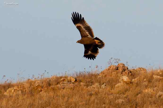 草原有约. wbr夕阳下与草原雕一家敖包相会
