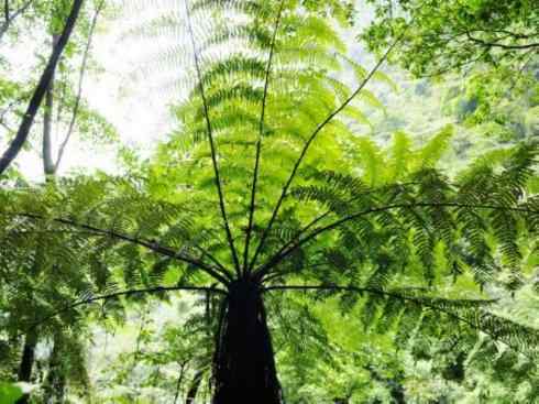 鱼类活化石:澳洲肺鱼 鱼类活化石:澳洲肺鱼