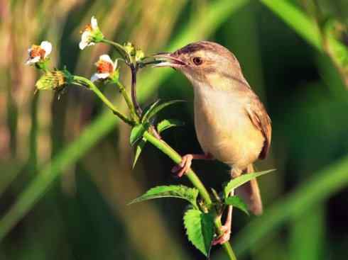 美丽无罪：雀鸟之地莺