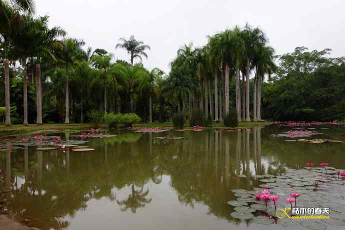 西双版纳拍鸟:黄腰太阳鸟 西双版纳拍鸟:黄腰太阳鸟