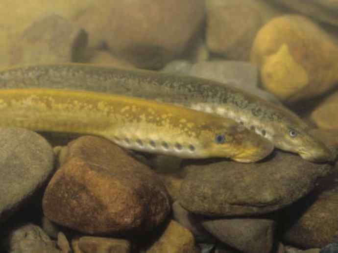 鱼类活化石：七鳃鳗