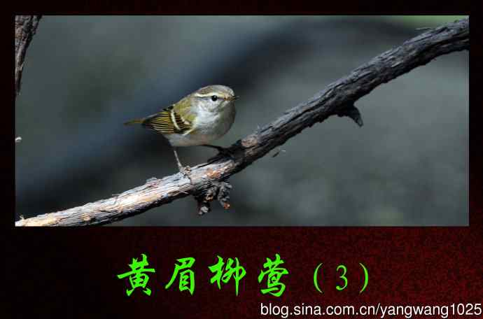 北京天坛公园的鸟类——黄眉柳莺（3）
