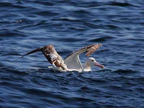 猎奇:奇特的鸟喙之七 猎奇:奇特的鸟喙之七