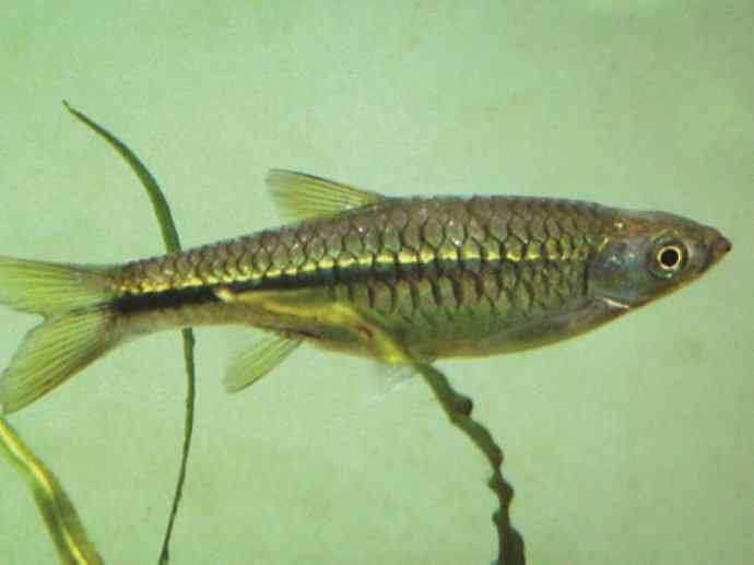 鱼类活化石：虱目鱼