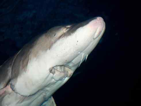 鱼类活化石:中华鲟 鱼类活化石:中华鲟