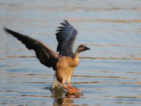 家禽驯化之源之三