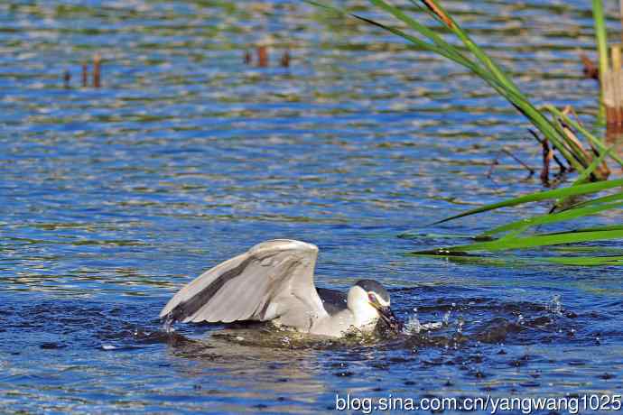 寻鱼的夜鹭（7）