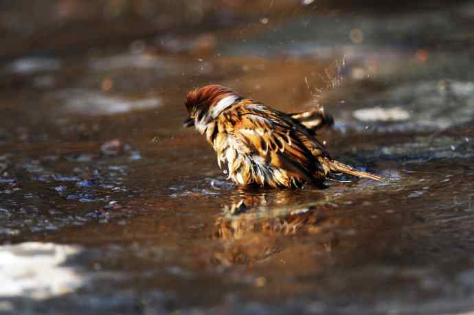 酣畅淋漓腊月澡（麻雀）