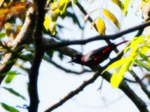 美丽无罪:雀鸟之朱鹂 美丽无罪:雀鸟之朱鹂