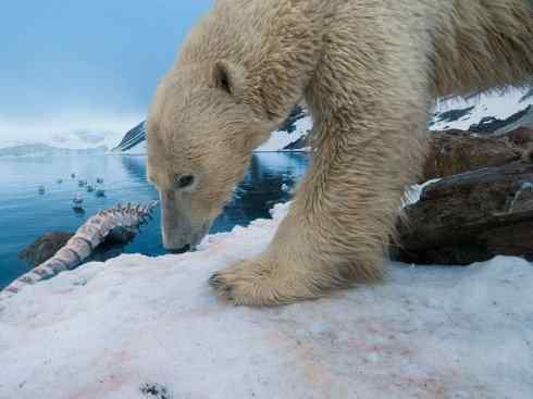 独角兽：传说的兽原型探秘（独角犀）