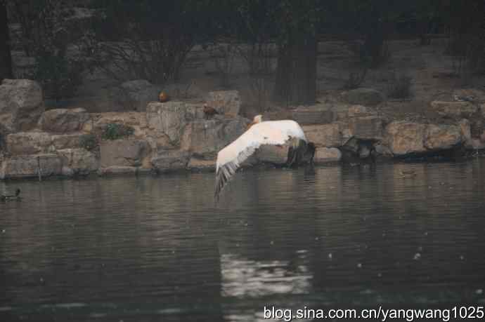 再拍鹈鹕 wbr11 再拍鹈鹕 wbr11