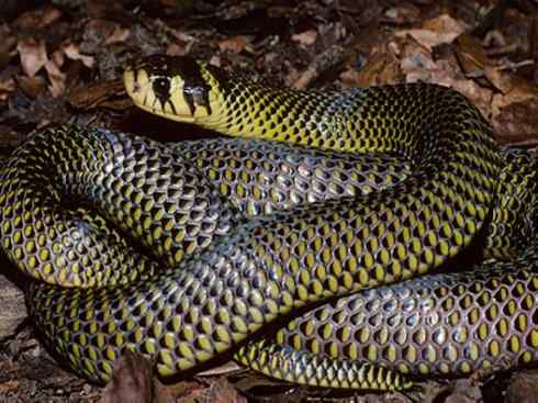 龙:传说的兽原型探秘(眼睛蛇类) 龙:传说的兽原型探秘(眼睛蛇类)