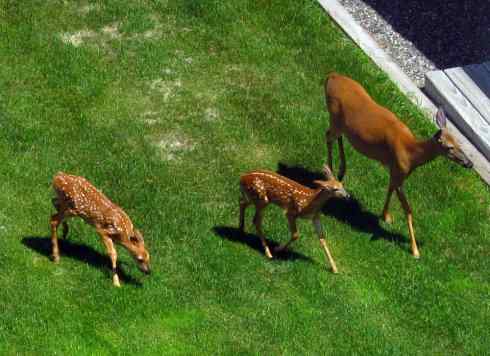 小鹿斑比姐妹俩 小鹿斑比姐妹俩