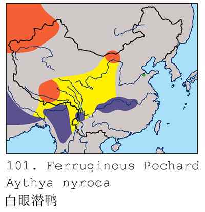 蓝之梦&bull;白眼潜鸭（组图，）