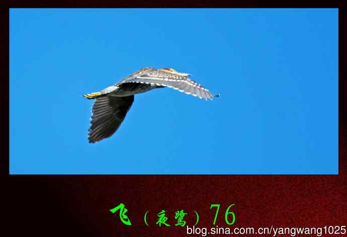 北京动物园的鸟类——飞（夜鹭）76