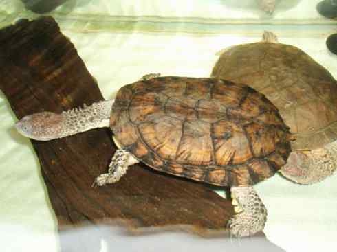 玄武：传说的兽原型探秘（玛塔龟）