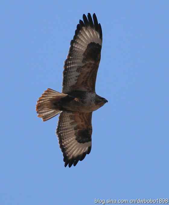 秃鹫和十渡的几只大鸟