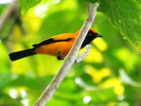 美丽无罪：雀鸟之欣赏2