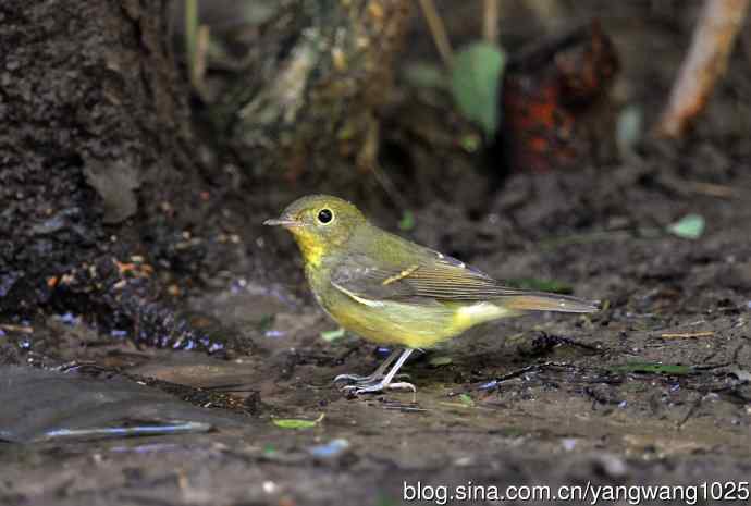 雌性绿背姬鹟（9）