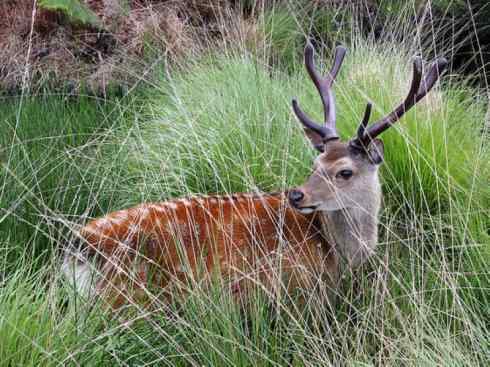 麒麟:传说的兽原型探秘(梅花鹿) 麒麟:传说的兽原型探秘(梅花鹿)