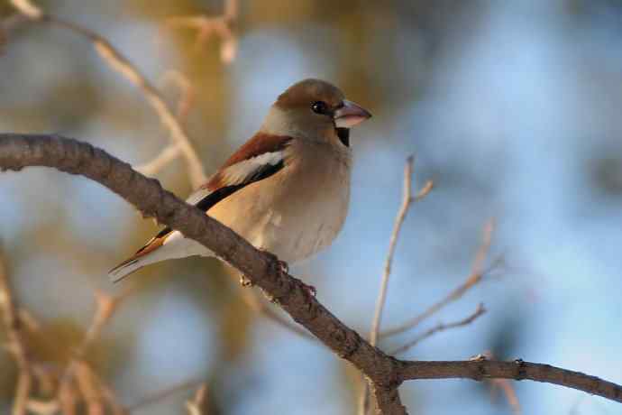 吃元宝枫果的锡嘴雀