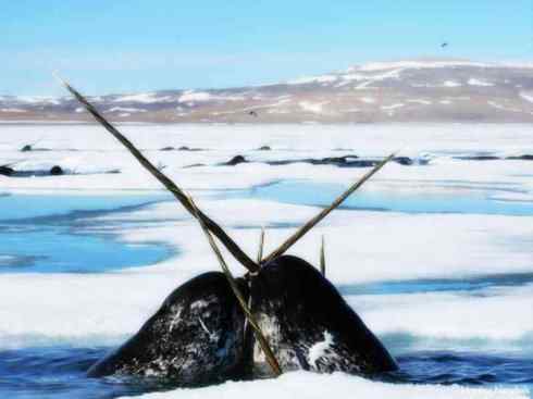 独角兽:传说的兽原型探秘(独角鲸)