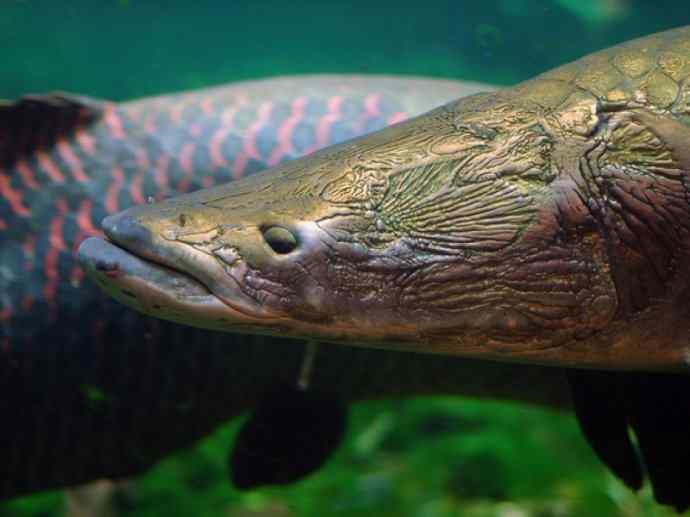 鱼类活化石：叶吻银鲛