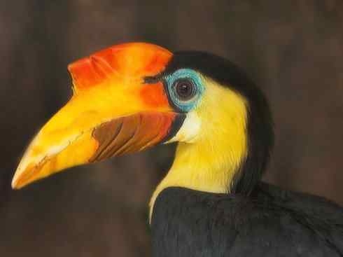 猎奇：奇特的鸟喙之三