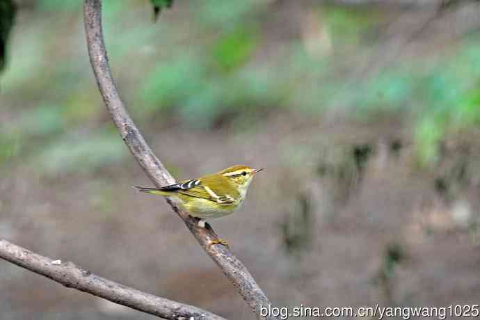 黄眉柳莺（26）