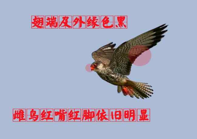 阿穆尔隼:雌鸟 猛禽大全——中国东部地区27种迁徙类猛禽辨识