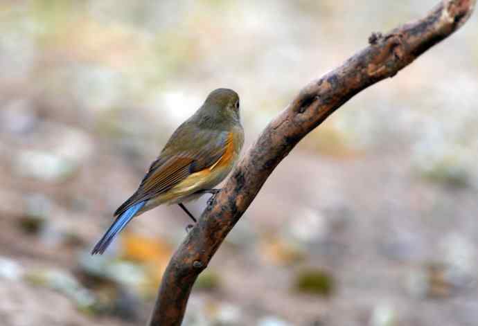 雌性红胁蓝尾鸲（7）