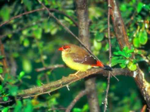 家禽驯化之源之二十一