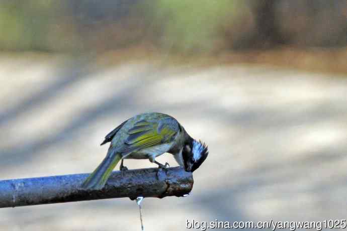 白头鹎（杂片）