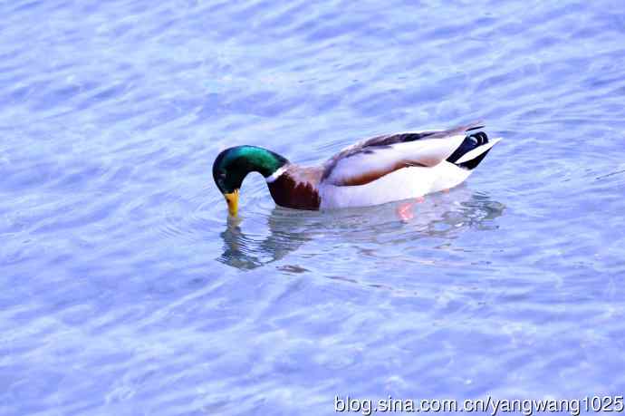 梳洗漂亮去相亲