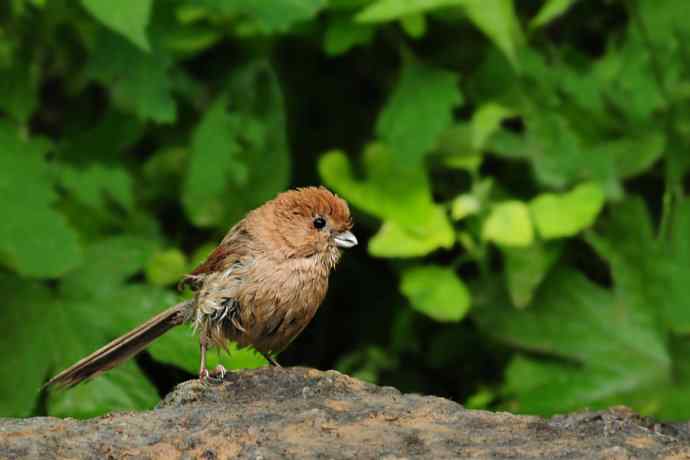 等待（南植收获）
