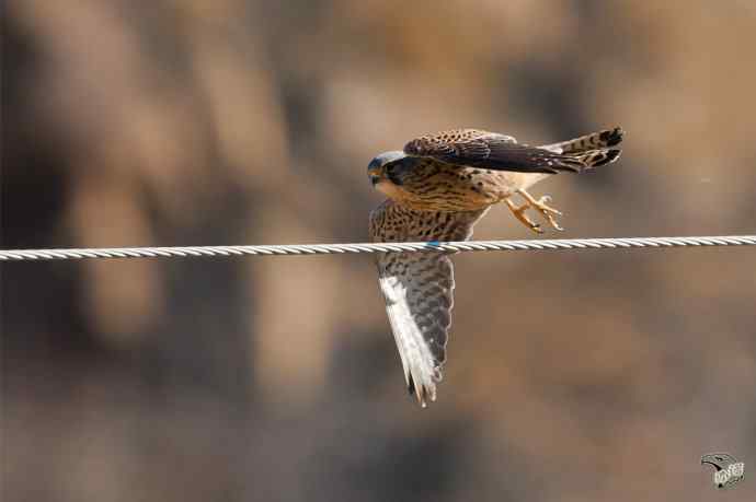 永定河峡谷的红隼